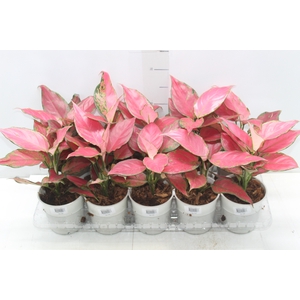 AGLAONEMA CHERRY BABY P12