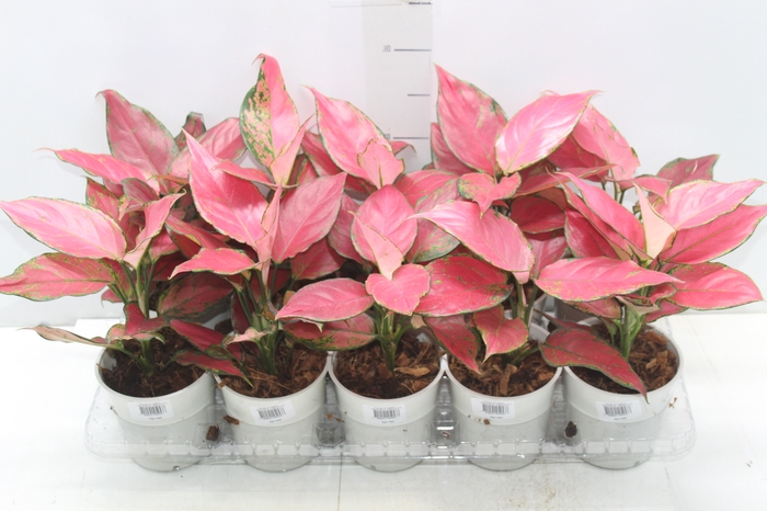 <h4>AGLAONEMA CHERRY BABY P12</h4>
