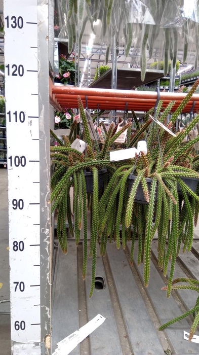 <h4>Cactus   ...</h4>
