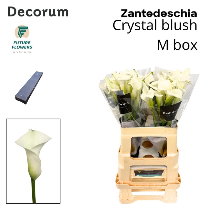 <h4>Zant Crystal Blush Medium Box 60 Cm 40 St.</h4>