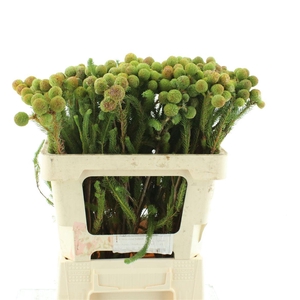 Kaaps Berzelia Galpinii Baubles