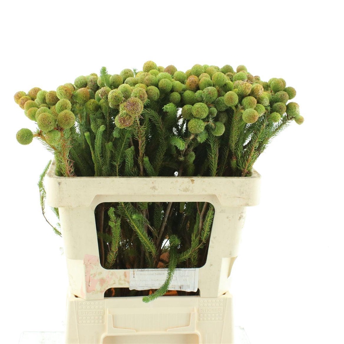 <h4>Kaaps Berzelia Galpinii Baubles</h4>