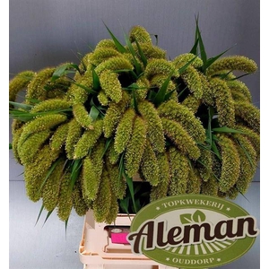 SETARIA ITALICA