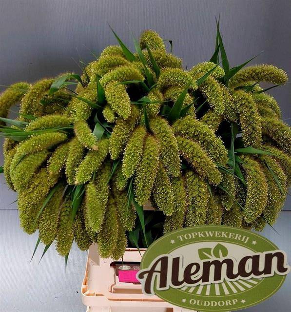 <h4>SETARIA ITALICA</h4>