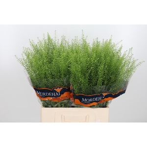 Lepidium Green Bell