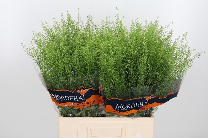 <h4>Lepidium Green Bell</h4>