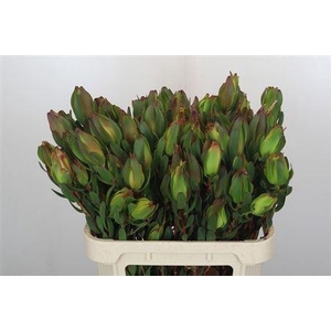 Leucad Laurel Yellow