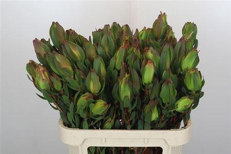 <h4>Leucad Laurel Yellow</h4>