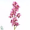 Cymb T Pops Pink