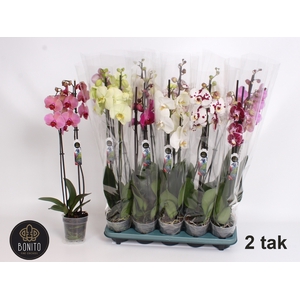 PHAL GEM 5 KL