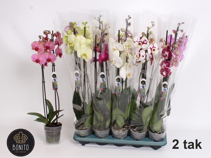 <h4>PHAL GEM 5 KL</h4>