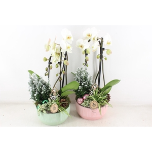 arr2 PL - Ker. roze/green phal. wit Spath.