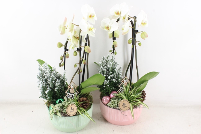 <h4>arr2 PL - Ker. roze/green phal. wit Spath.</h4>