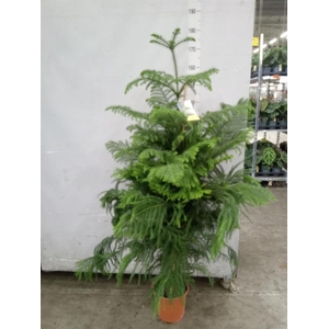 Araucaria heterophylla