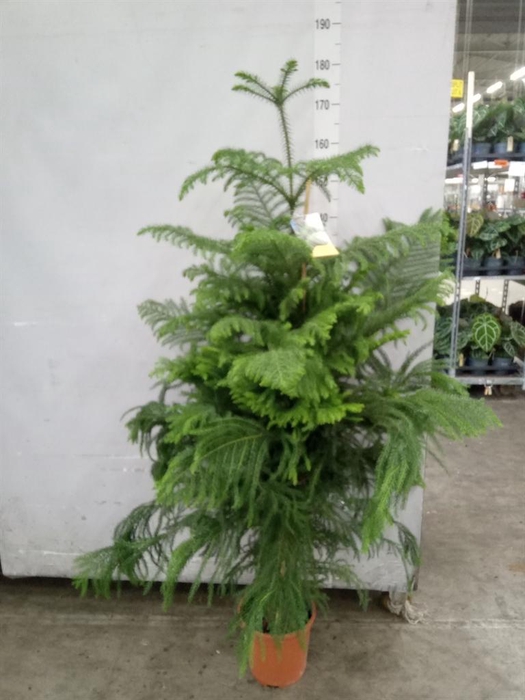 <h4>Araucaria heterophylla</h4>