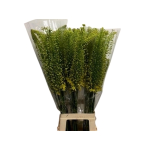 EREMURUS STENOPHYLLU