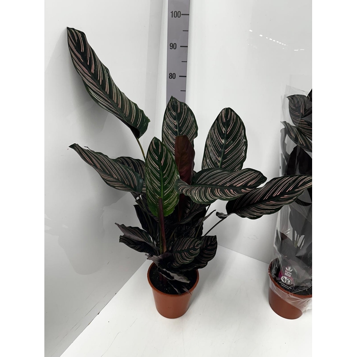 <h4>Calathea Ornata 19Ø 80cm</h4>