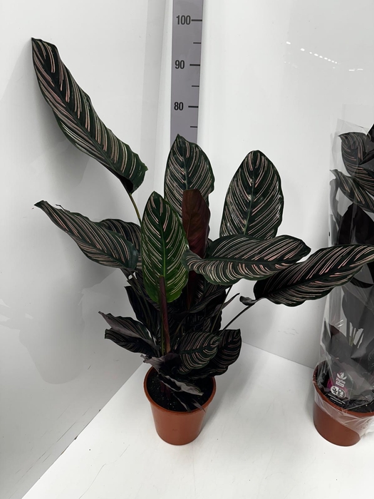 Calathea Ornata 19Ø 80cm