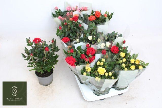 <h4>ROSA KORDANA MIX</h4>