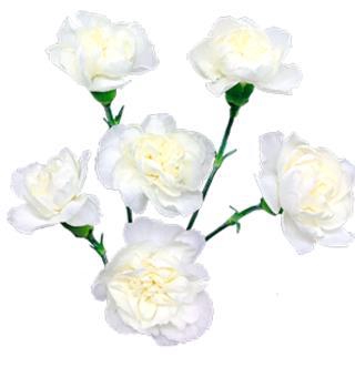 <h4>Di Tr Artic</h4>