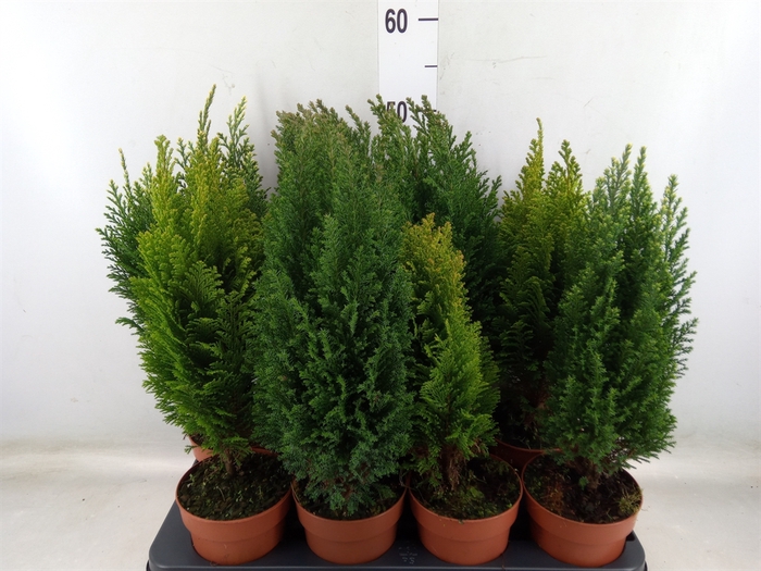 <h4>Conifers   ...mix</h4>