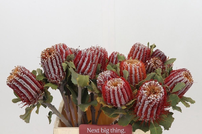<h4>BANKSIA COCCINEA</h4>