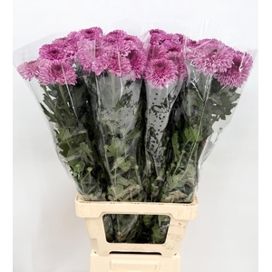 Chrys Gp Captiva Purple