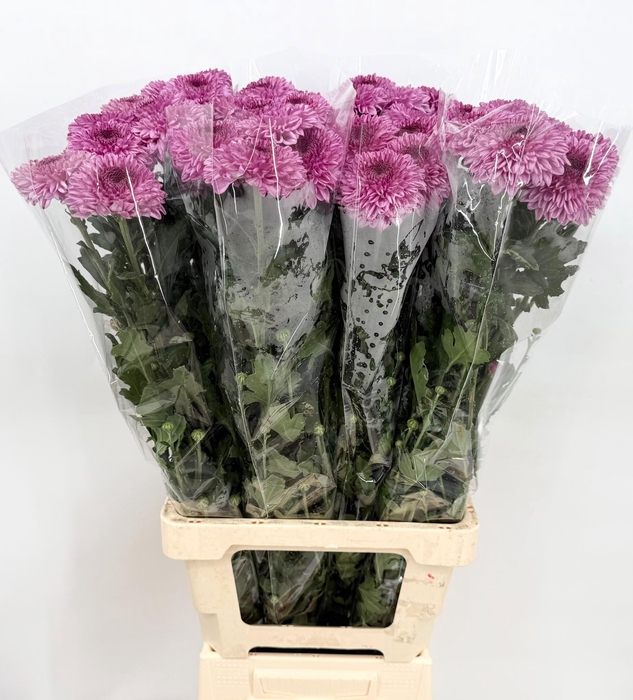 <h4>Chrys Gp Captiva Purple</h4>