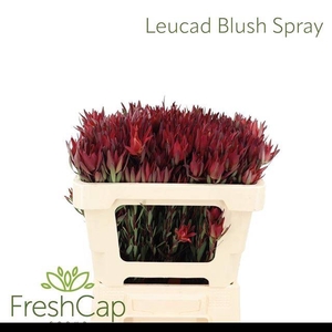 LEUCAD SAL BLUSH