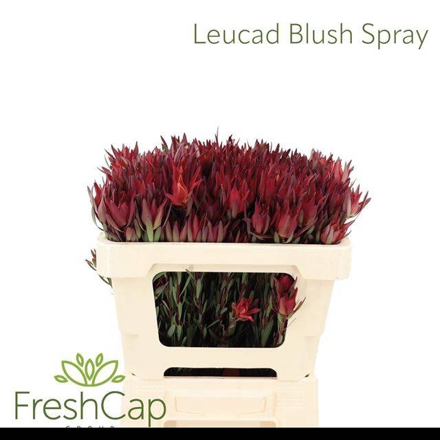 <h4>LEUCAD SAL BLUSH</h4>