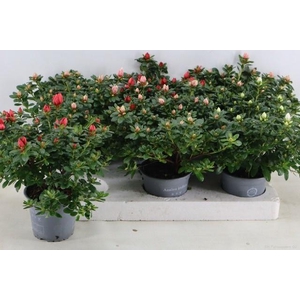 RHODO SI GEM