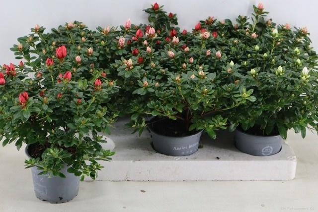 <h4>RHODO SI GEM</h4>