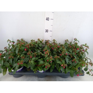 Fuchsia  'Bella Fuchsia Olivia'