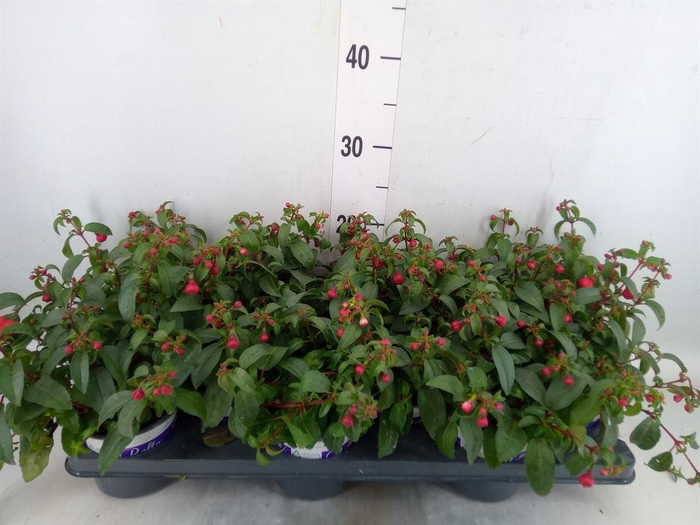 <h4>Fuchsia 'Bella Fuchsia Olivia'</h4>