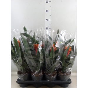 Aechmea  'Pepita Elegant Flames'