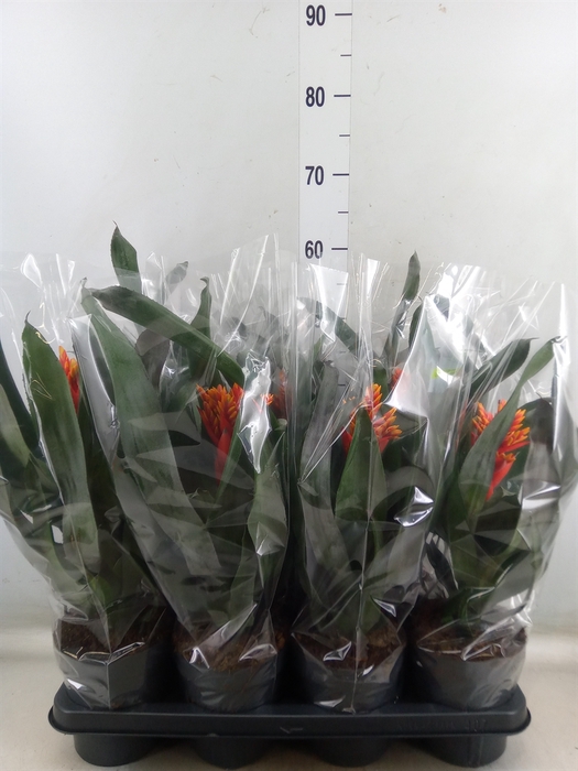 <h4>Aechmea  'Pepita Elegant Flames'</h4>