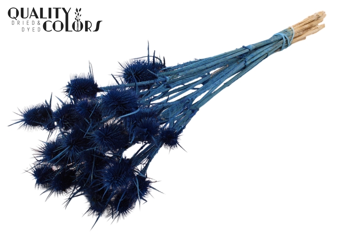 <h4>Cardi Distel Bleached 10pc/bunch 55cm Dark Blue</h4>