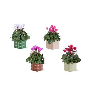 Collectie 'Natural Bubble' - Cylcamen in Pip keramiek