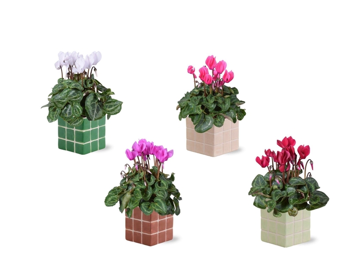 <h4>Collectie 'Natural Bubble' - Cylcamen in Pip keramiek</h4>