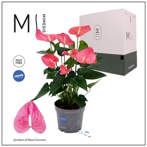 Mimesis Anthurium KARMA Maine - 17cm