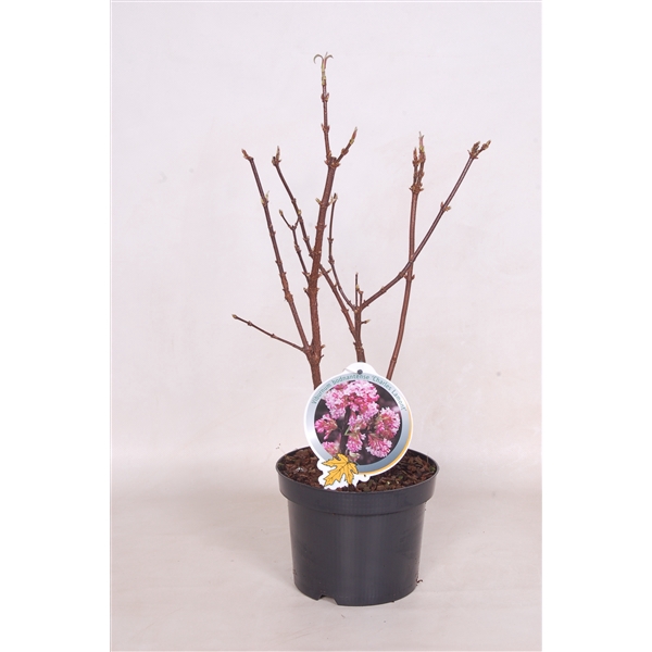 <h4>Viburnum bod 'Charles Lamont' 30-40 P19</h4>