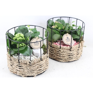 arr2 PL - Mand rond metaal - roze/wit