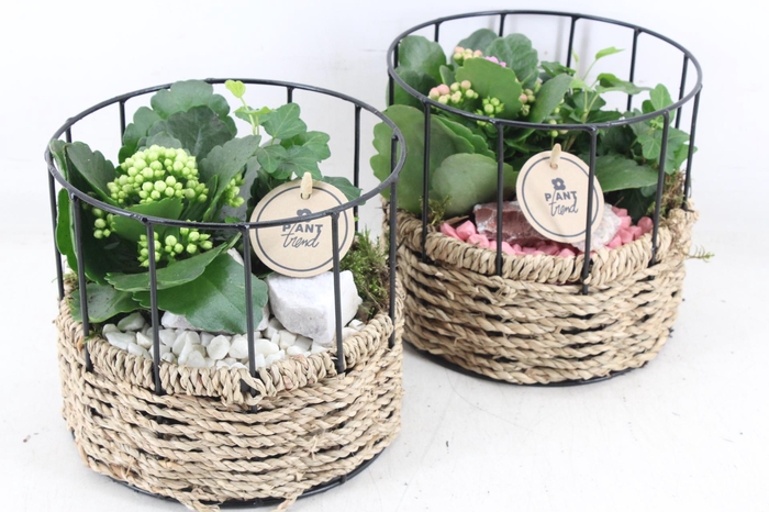 <h4>arr2 PL - Mand rond metaal - roze/wit</h4>