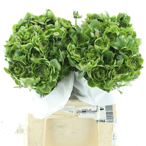 RANUNCULUS RIVIERA ALL