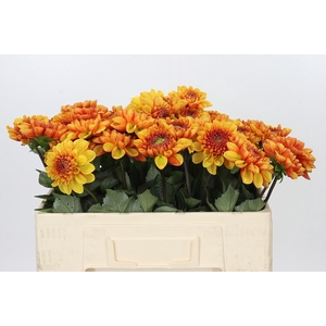 Dahlia American Sunset