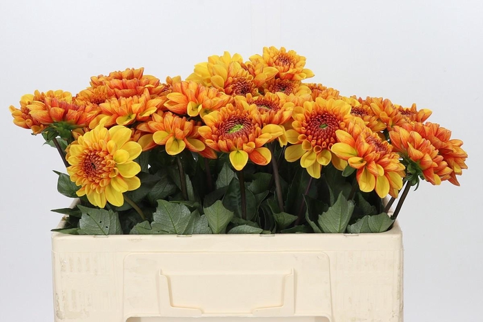 <h4>Dahlia American Sunset</h4>