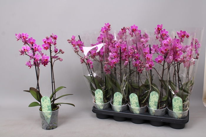 <h4>PHAL MF LITT MERMAID</h4>