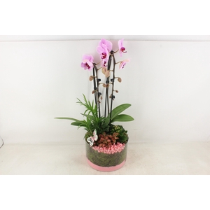 arr2 PL - Glas cilinder phal. roze