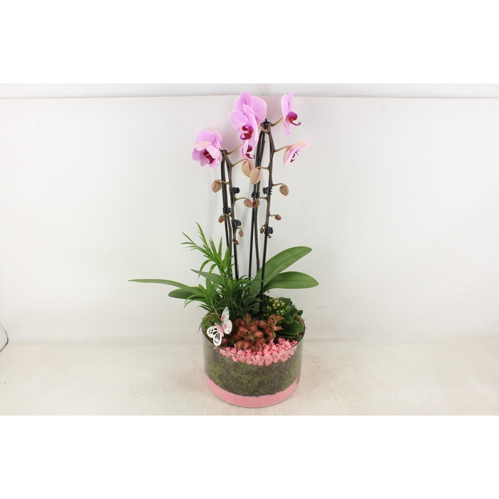 <h4>Arr2 Pl - Glas Cilinder Phal. Roze</h4>