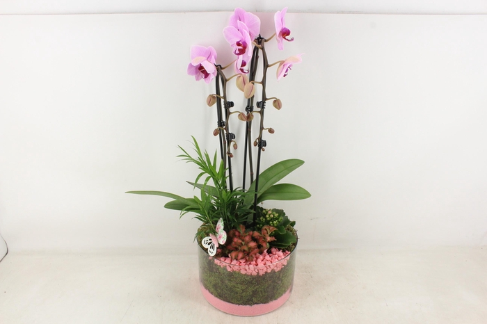 Arr2 Pl - Glas Cilinder Phal. Roze